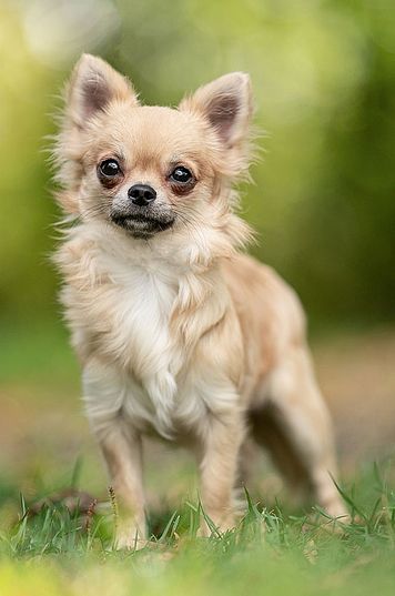 Tina