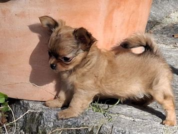 AMICA AMICA