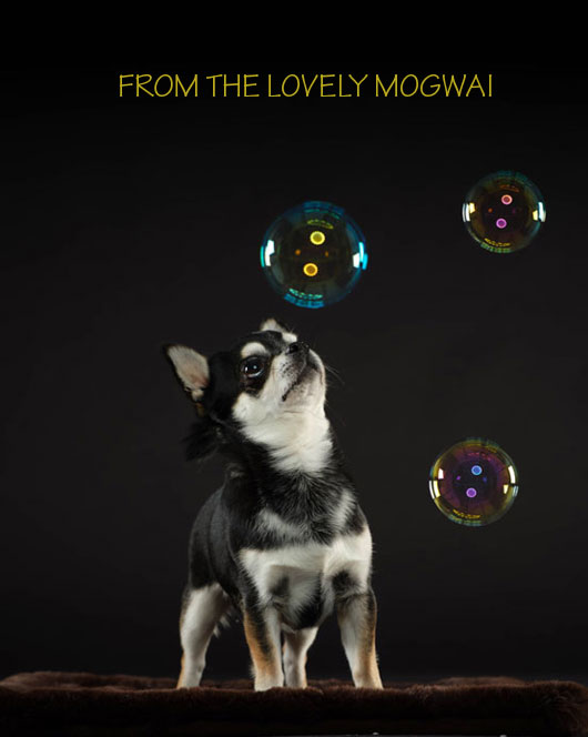 from the lovely Mogwai